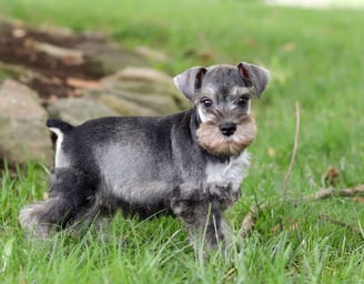 Miniature Schnauzer Puppies for Sale