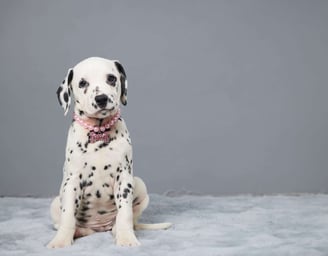 Dalmatian Puppies for Sale