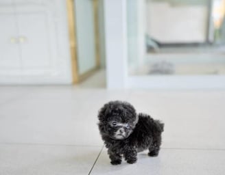 Poodle Puppies for Sale