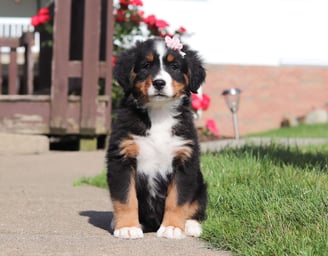 Bernese Mountain Dog Puppies for Sale