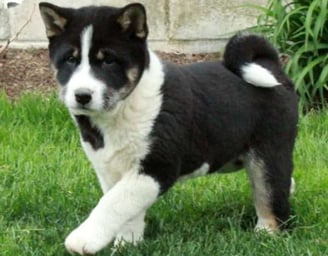 Shiba Inu Puppies for Sale 
