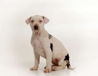 Catahoula Leopard Puppies for Sale