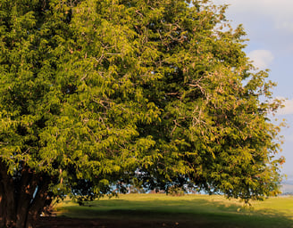 Imli tree at Karamchand greens