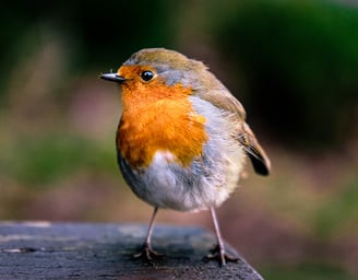 robin, killarney