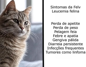 leucemia_felina