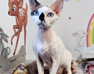 Devon Rex