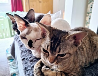 Devon Rex