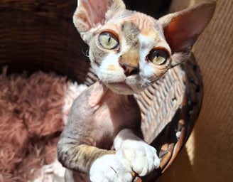 Devon Rex