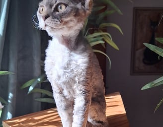 Devon Rex