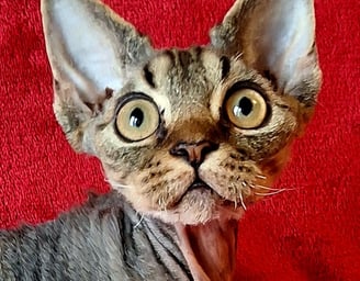 Devon Rex