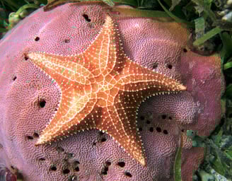 A star fish on a coral reef symbolizing the growth and rebirth of new tissue.