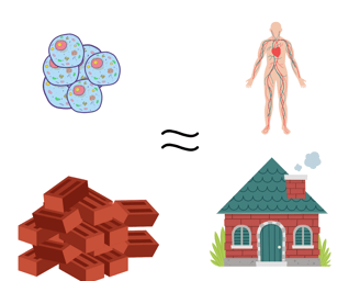 a diagram of a human body and a house