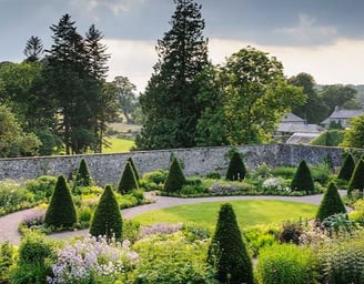 A walled garden with conical shaped yew trees