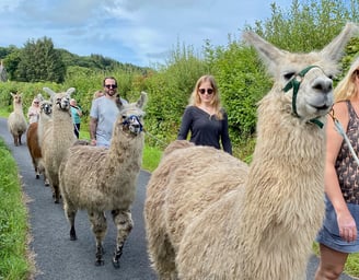 a group of alpacas walking down a road with families