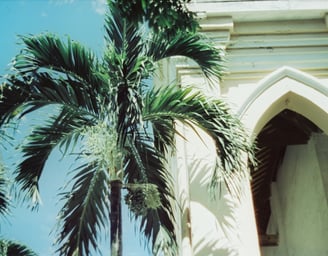 palm trees in vietnam