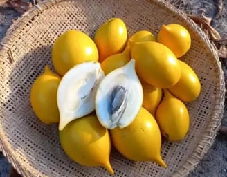 Plantio de Abio (culturas em desuso)
