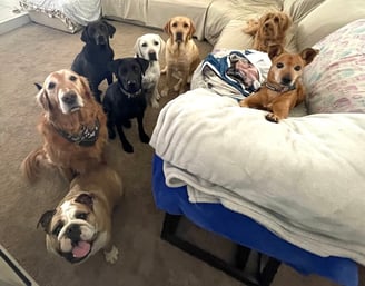 dog boarding, boarding dogs, all breeds, small dogs, large dogs, medium dogs in home, couch
