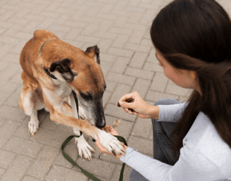 a woman is petting a dog on a leash