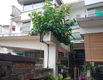  a tree growing on the roof need pruning and removed