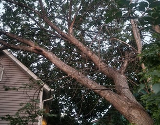 Residential tree leaning over neighboring property
