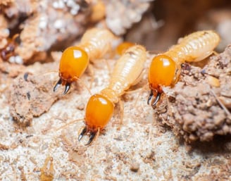 termite control elimination in east malaysia, sibu, bintulu, sarawak