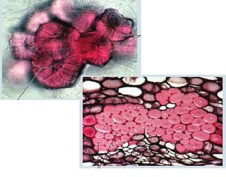 Structure plante vasculaire - cellules sclérenchymeuses