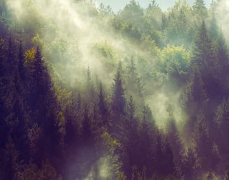 Misty Forest with colours of green and amber, perfect for fine art photography