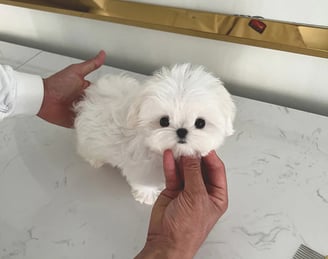 Teacup Maltese Puppies for Sale