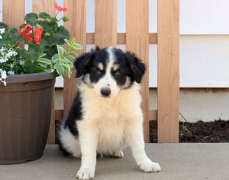Border Collie Puppies for Sale