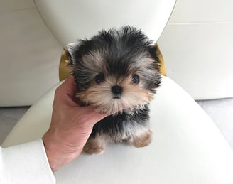 Teacup Morkie puppies for sale