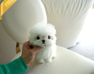 Maltese Puppies for Sale