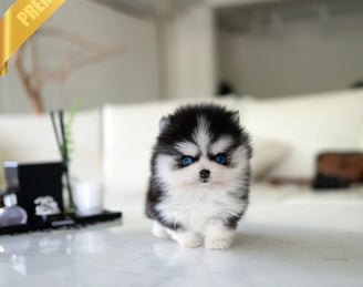 Pomsky Puppies for Sale