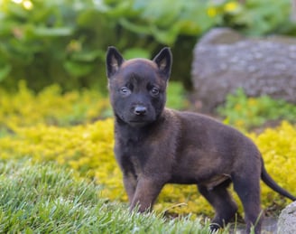 Belgian Malinois Puppies for Sale