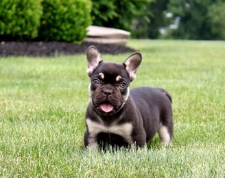 French Bulldog Puppies for Sale
