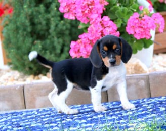  Beagle puppies for sale