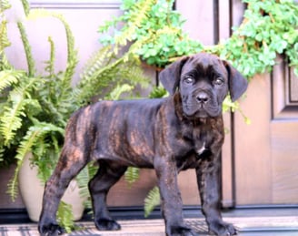 Cane Corso Puppies for Sale