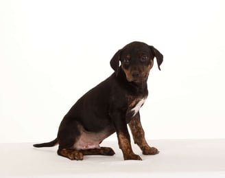 Catahoula Leopard Puppies for Sale