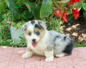 Pembroke Welsh Corgi Puppies for Sale