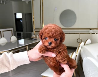 Poodle Puppies for Sale