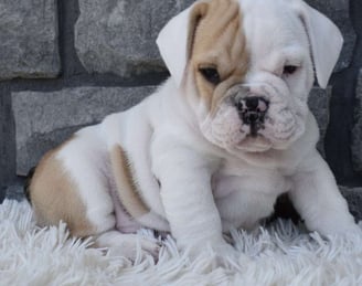 Beabull Puppies for Sale