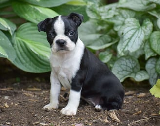 Boston Terrier Puppies for Sale