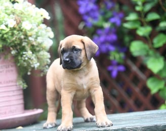 English Mastiff Puppies for Sale