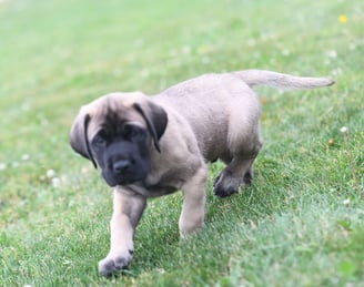 English Mastiff Puppies for Sale