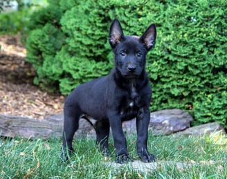 Belgian Malinois Puppies for Sale