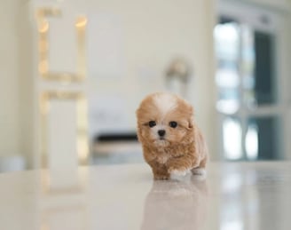 Maltipoo Puppies for Sale