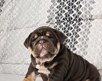 English Bulldog puppies for sale