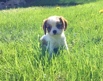 Cavalier King Charles Spaniel Puppies for Sale