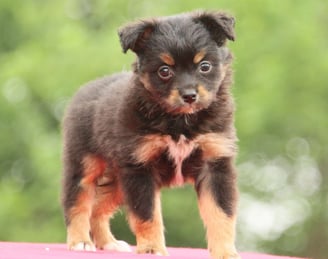 Australian Shepherd Puppies for Sale