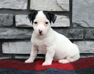 Jack Russell puppies for sale 