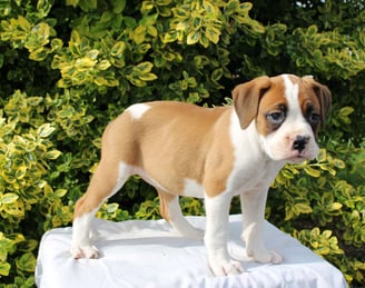 Boxer Puppies for Sale